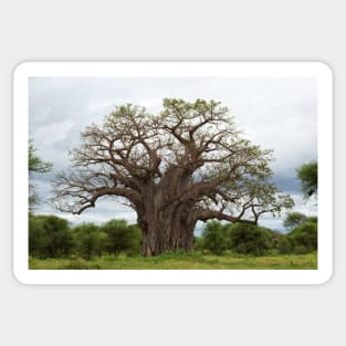 Baobab Tree Sticker